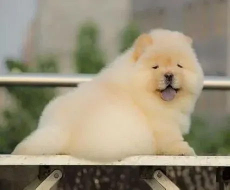 松狮犬|喂养助手 松狮犬都有哪些生理习性