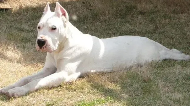 杜高犬|带杜高犬外出的注意事项 杜高犬如何预防疾病感染