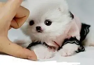 茶杯犬|茶杯犬洗澡后站不起来，没事吧