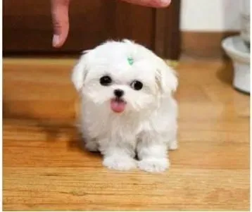 马尔济斯|马尔济斯犬补钙的问题详解