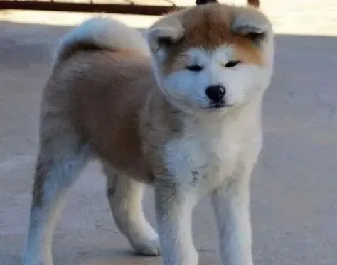 秋田犬|如何让你的秋田犬身体健康保持在最佳状态