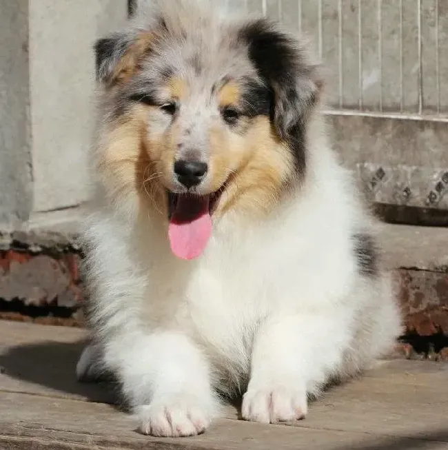 苏格兰牧羊犬|苏格兰牧羊犬严重拉稀还有粘膜状的东西是怎么了