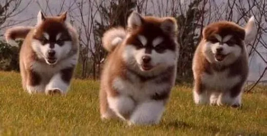 阿拉斯加犬|发育中的阿拉斯加雪橇犬的睡眠和运动是怎样的