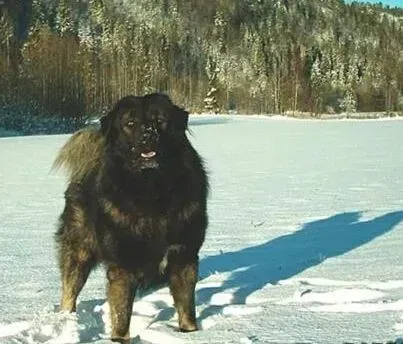 高加索犬|观察狗狗呕吐物 判断高加索犬的身体是否健康