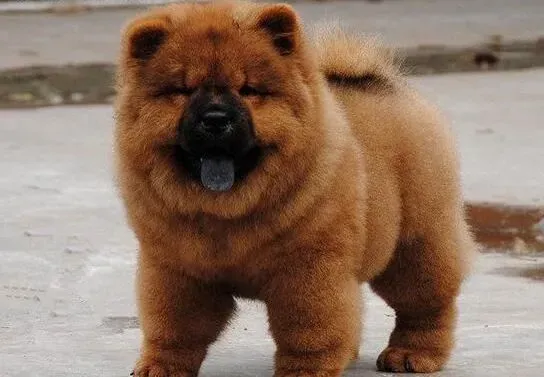 松狮犬|如何给松狮犬安排好夏天的饮食