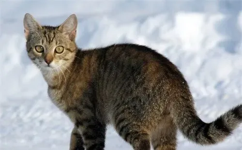 怎么让猫不发情 药物控制或者做节育手术 | 猫发情