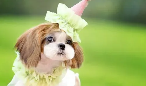西施犬如何美容 西施犬定期修剪指甲 | 西施犬