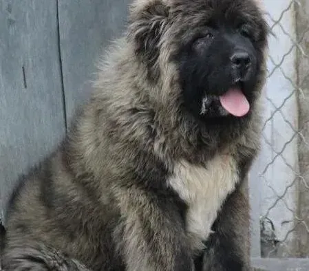 高加索犬|来月经的高加索犬还可以打疫苗么