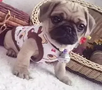 巴哥犬|巴哥犬出现了体臭问题的解决方法