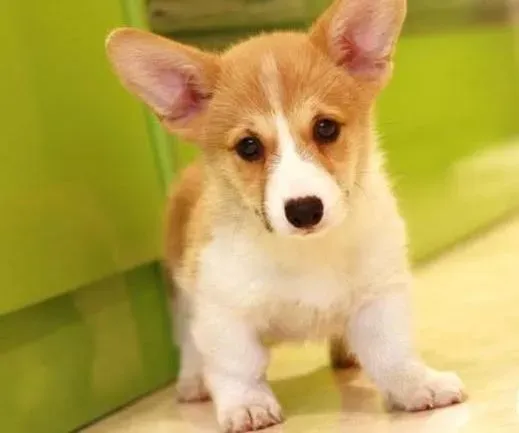 柯基犬|挑选柯基犬时必学的“知识宝典”