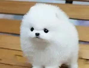 博美犬|博美犬吃蛋糕有哪些需要警惕的地方