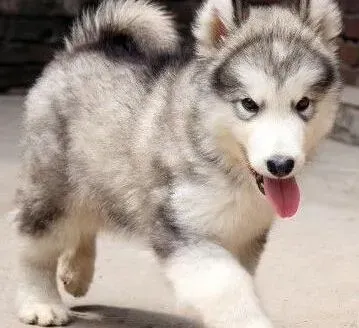 阿拉斯加犬|导致阿拉斯加犬在沙发上大小便的原因