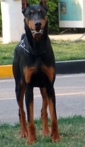 杜宾犬|最近杜宾犬有点口臭怎么办