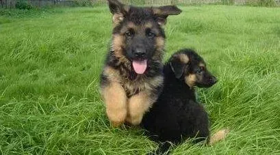 德国牧羊犬|最近德国牧羊犬不爱吃饭挑食怎么办呢