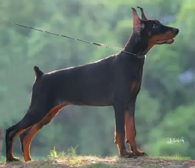 杜宾犬|请问杜宾犬应吃什么狗粮好呢 求介绍