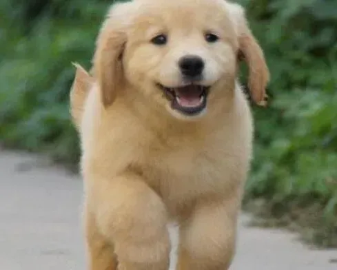 金毛|金毛犬最近总是放屁没精神是什么问题