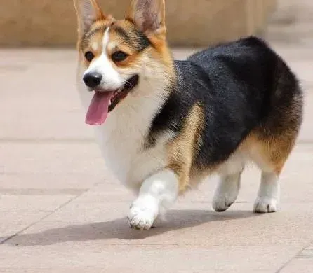 柯基犬|柯基犬便便发黑是为什么，求原因