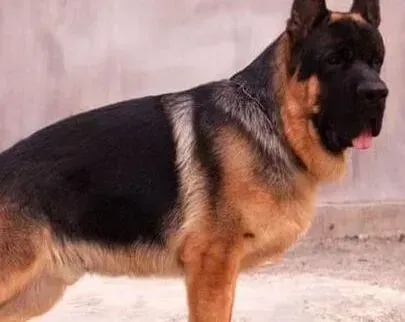 德国牧羊犬|德国牧羊犬得了细小拉血还有救吗