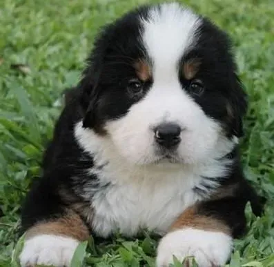 伯恩山犬|怎样制止伯恩山犬养成扑人的习惯