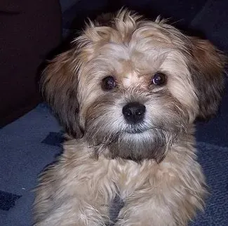  布鲁塞尔粗毛猎犬怎么选 根据外形特征去判定 |  布鲁塞尔粗毛猎犬