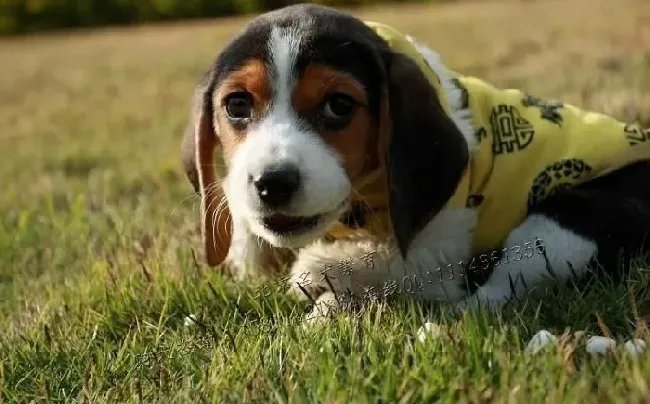 比格犬|轻松处理比格犬脱毛现象 让你的家中不再“狗毛漫天”