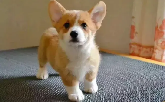 柯基犬|柯基犬皮肤瘙痒的症状以及防治