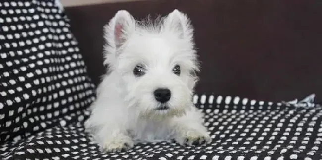 西高地|最近西高地出现拉稀现象应该如何医治