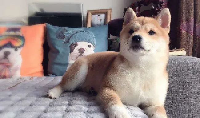 柴犬多大开始掉毛 一般成年后每年都会掉毛一到两次 | 柴犬