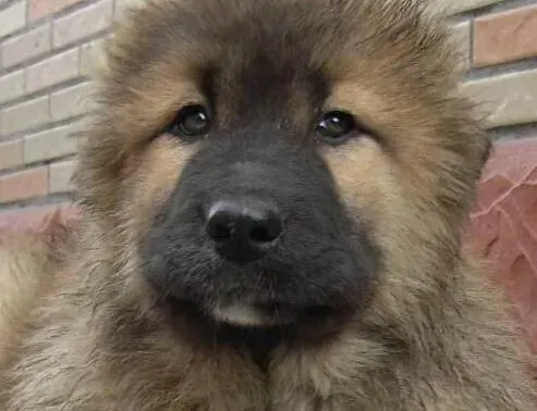 高加索犬|生活效能手册 讲解高加索犬洗澡期间应有哪些物品
