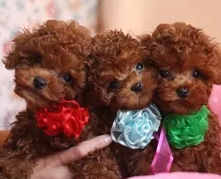 贵宾犬|贵宾犬肚子一直咕噜咕噜叫是什么情况
