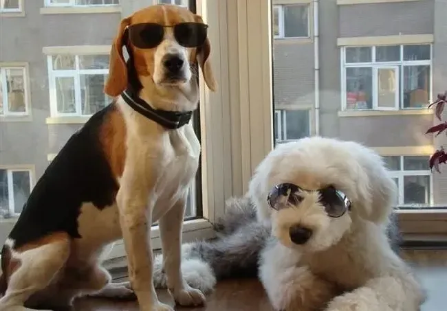 比格犬|慧眼识出比格犬的身体状态是否健康