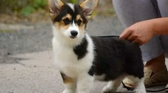 柯基犬|科学给柯基犬注射疫苗的相关介绍