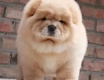 松狮犬|关爱松狮犬的眼睛和关爱生命一样重要