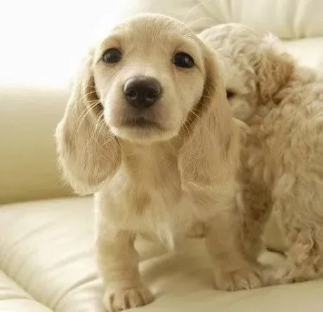 可卡犬|可卡犬的性格与你的教育方法有关
