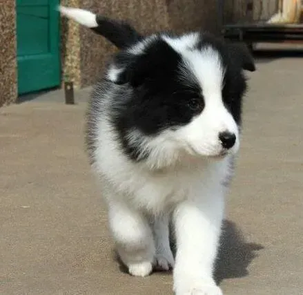 边境牧羊犬|边境牧羊犬最近吐了是什么情况