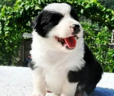 边境牧羊犬|想让边境牧羊犬有光泽的被毛需要吃什么