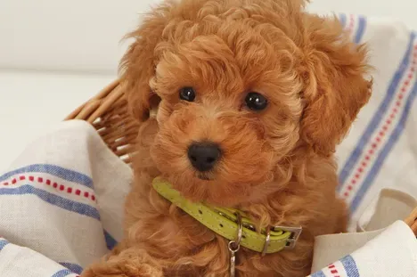 标准贵宾犬成年后多重 贵宾犬能长多大 | 贵宾