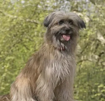 比利牛斯牧羊犬好养吗 要加强饮食管理 | 比利牛斯牧羊犬