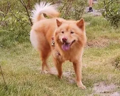秋田犬|灭蚤招数多 给秋田犬清除跳蚤有哪些方法