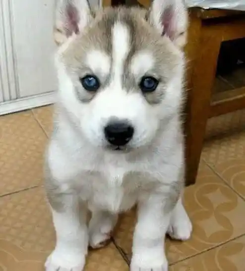 哈士奇|每天一回家,哈士奇犬就兴奋到漏尿