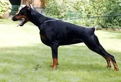 杜宾犬|怎么让杜宾犬不害怕有声音的玩具