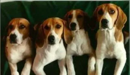 哈利犬和什么狗较像 哈利犬与比格犬看起来很像 | 哈利犬