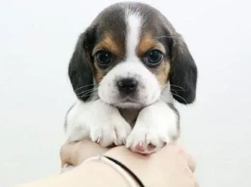比格犬|饲主如何树立在比格犬面前的威信