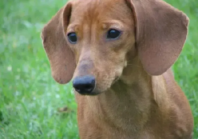 腊肠犬|酷暑季节腊肠犬易患细菌肠炎及中暑两种疾病