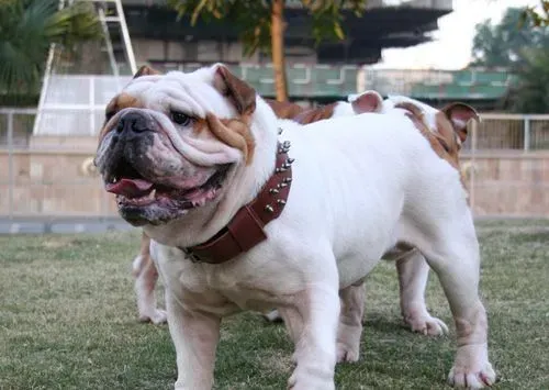 斗牛犬配种 详细的步骤以及方法 | 斗牛犬