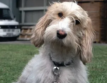 迷你贝吉格里芬凡丁犬粘人程度 特别喜欢粘人 | 迷你贝吉格里芬凡丁犬