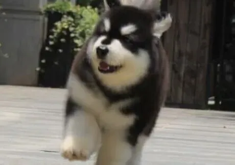 阿拉斯加犬|春季怎样做好阿拉斯加雪橇犬驱虫的防治工作