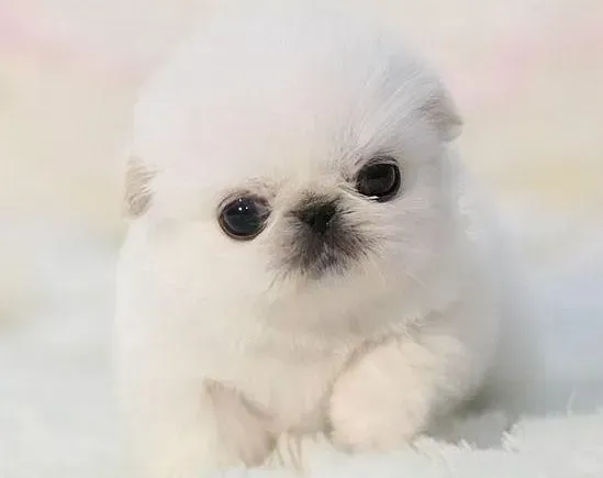 京巴狗|两个月的京巴犬老是吃不饱过于偏瘦 怎么办