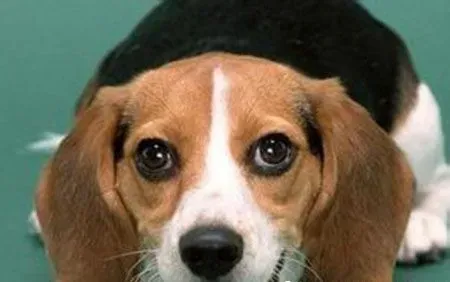 哈利犬和什么狗较像 哈利犬与比格犬看起来很像 | 哈利犬