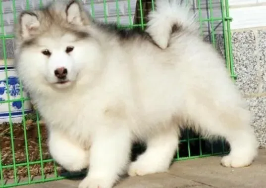 阿拉斯加犬|阿拉斯加幼犬的喂养原则有哪些要注意的事项